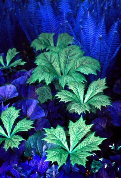 Rodgersia blue
